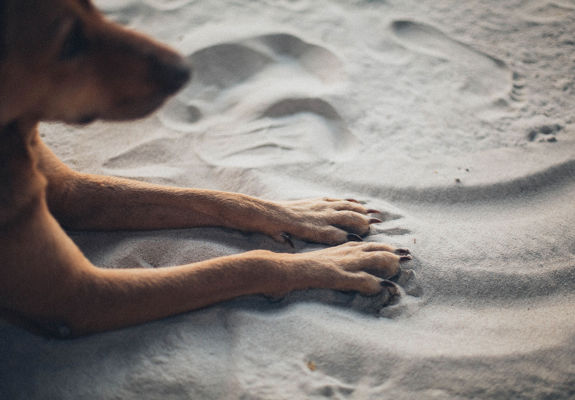Dog relaxing on sand